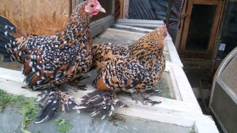  - Mii de flori portelan