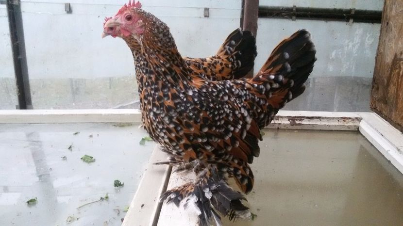  - Mii de flori portelan