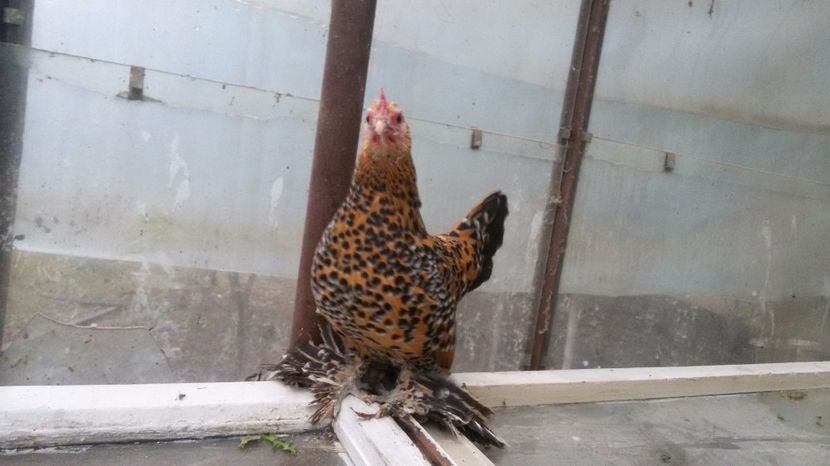  - Mii de flori portelan