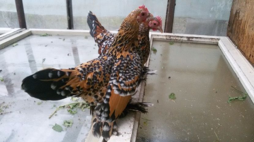  - Mii de flori portelan