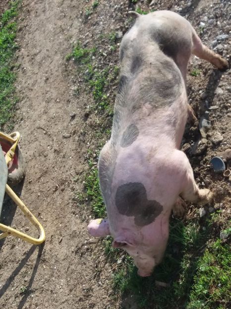 Atiloo - vier pur pietrain!!!