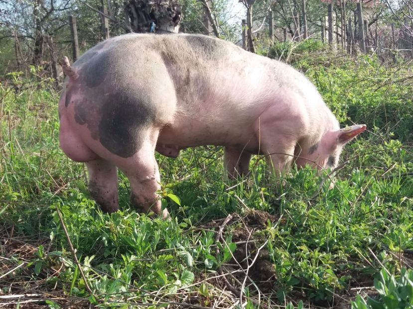  - vier pur pietrain!!!