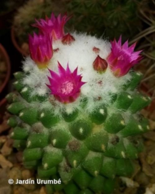  - Mammillaria polythele f inermis