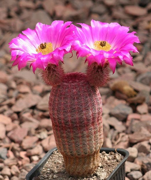  - Echinocereus rigidissimus rubispinus