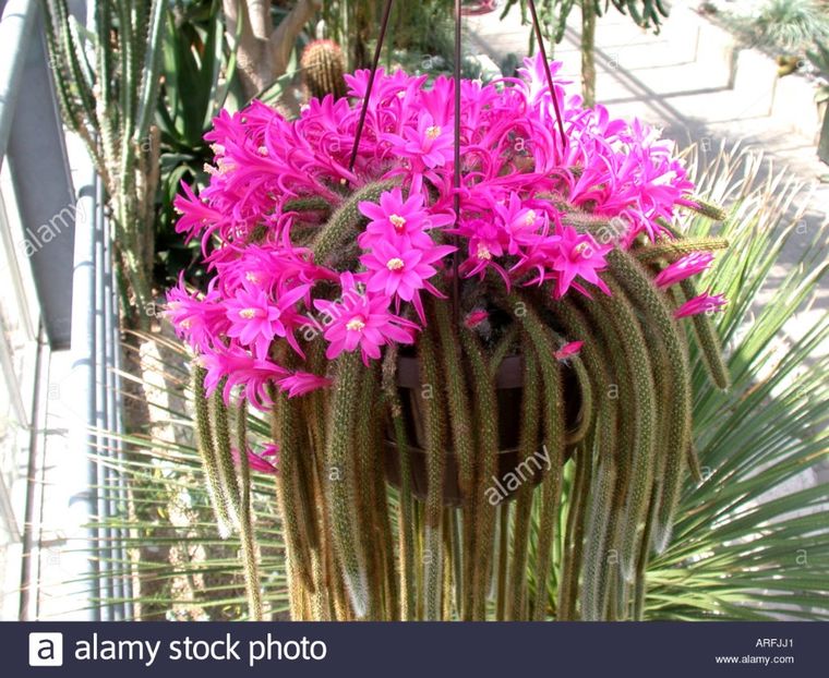 Poza preluată de pe net - Aporocactus flagelliformis N