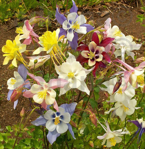  - Caldaruse - Aquilegia