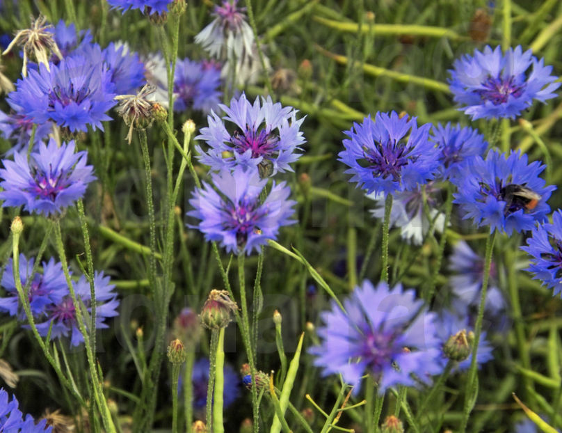 Albastrele-Centaurea Cyanus - Mix flori peluza japoneza