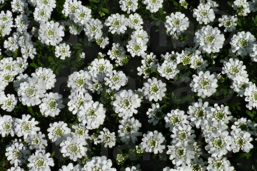Lilicele-Iberis Sempervirens - Mix flori peluza japoneza