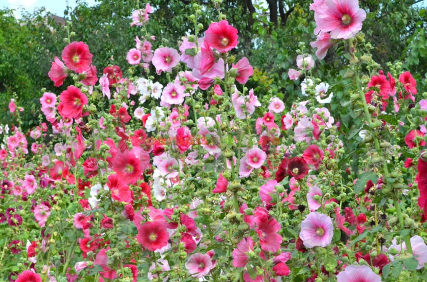 Nalba-Lavatera trimestris - Mix flori peluza japoneza
