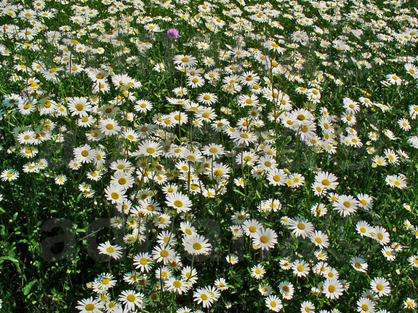 Margarete-Chrysanthemum leucanthemum - Mix flori peluza japoneza