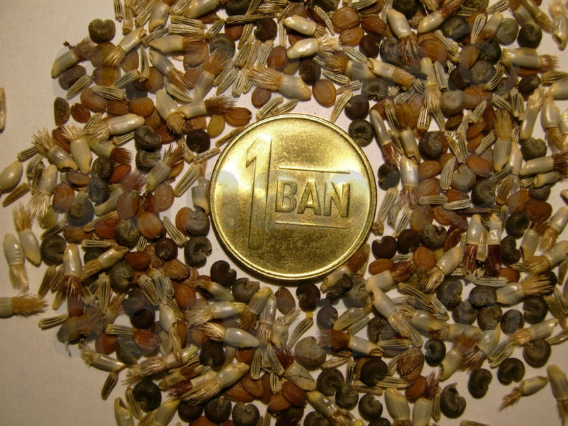  - Mix flori peluza japoneza