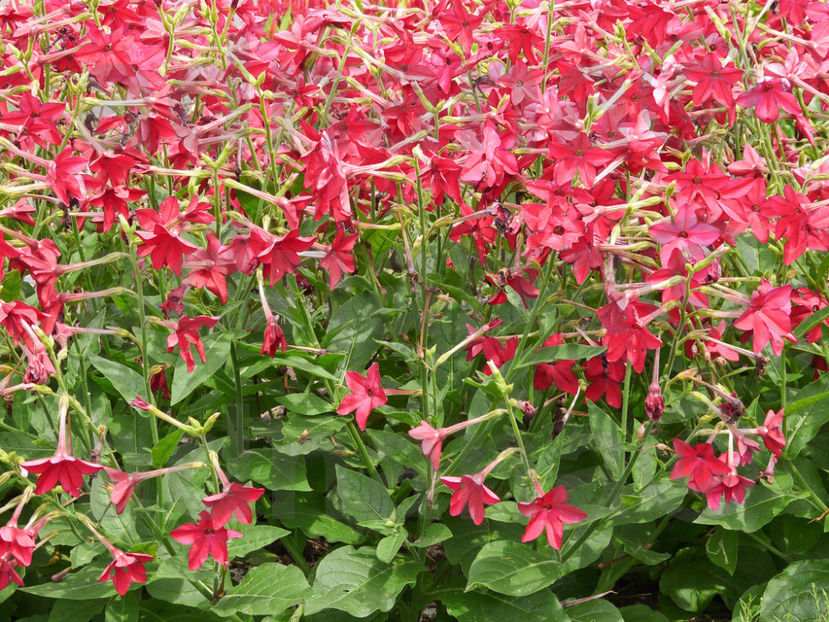  - Regina noptii rosie sau verde - Nicotiana Red or Green