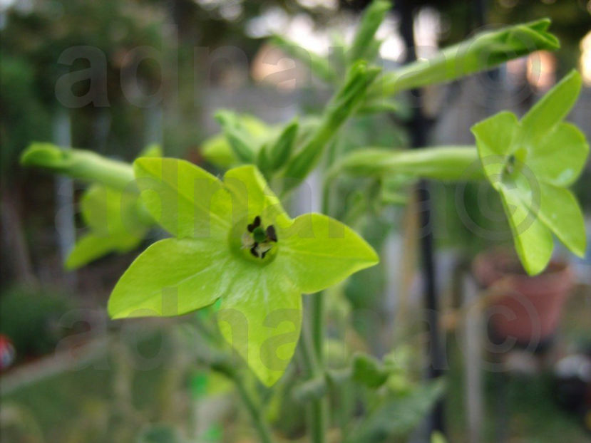  - Regina noptii rosie sau verde - Nicotiana Red or Green