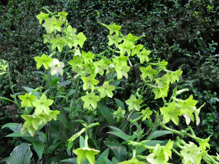  - Regina noptii rosie sau verde - Nicotiana Red or Green