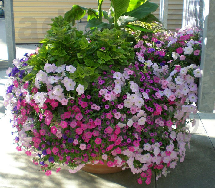  - Panselute cascada - Petunia pendula