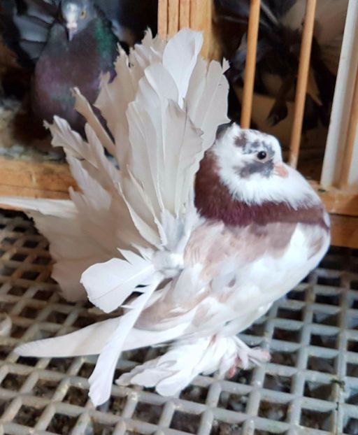  - 20_INDIAN FANTAIL MATCA-2018-2021