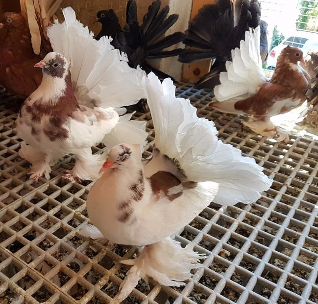  - 20_INDIAN FANTAIL MATCA-2018-2021