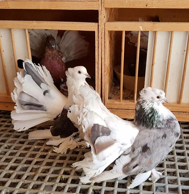  - 20_INDIAN FANTAIL MATCA-2018-2021