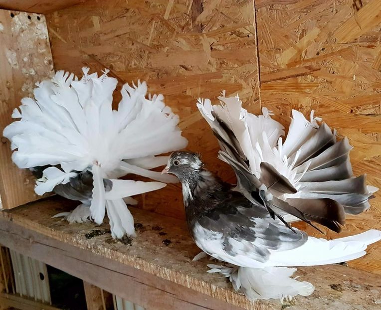  - 20_INDIAN FANTAIL MATCA-2018-2021