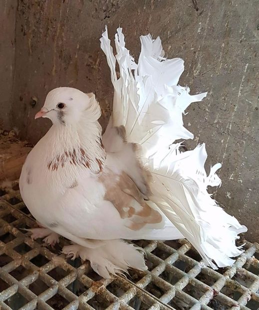  - 20_INDIAN FANTAIL MATCA-2018-2021