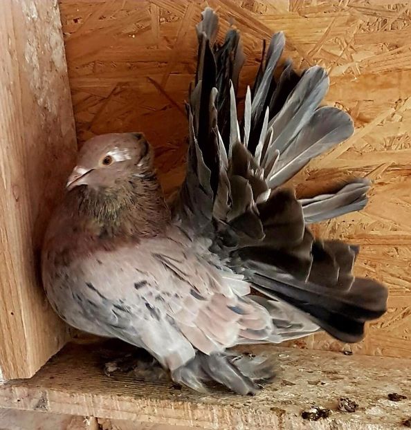  - 20_INDIAN FANTAIL MATCA-2018-2021