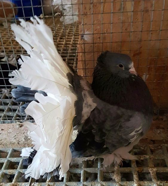  - 20_INDIAN FANTAIL MATCA-2018-2021