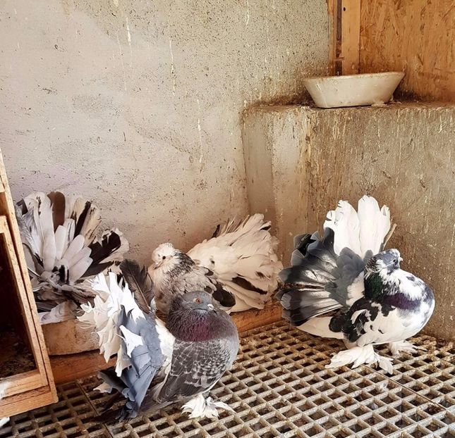  - 20_INDIAN FANTAIL MATCA-2018-2021