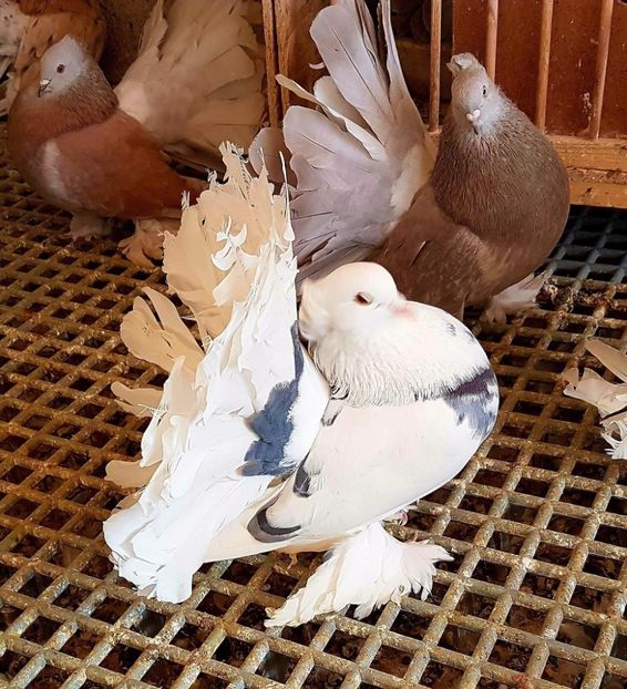  - 20_INDIAN FANTAIL MATCA-2018-2021