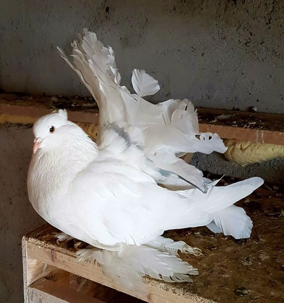  - 20_INDIAN FANTAIL MATCA-2018-2021