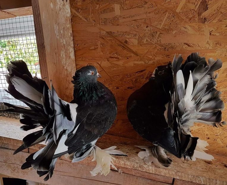  - 20_INDIAN FANTAIL MATCA-2018-2021