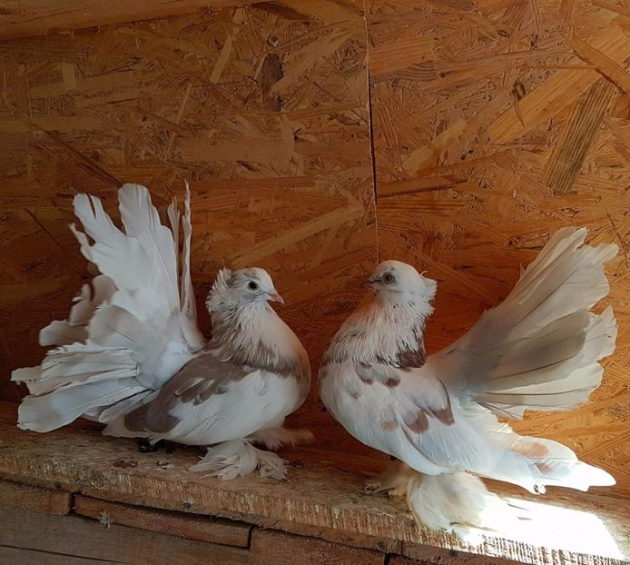  - 20_INDIAN FANTAIL MATCA-2018-2021