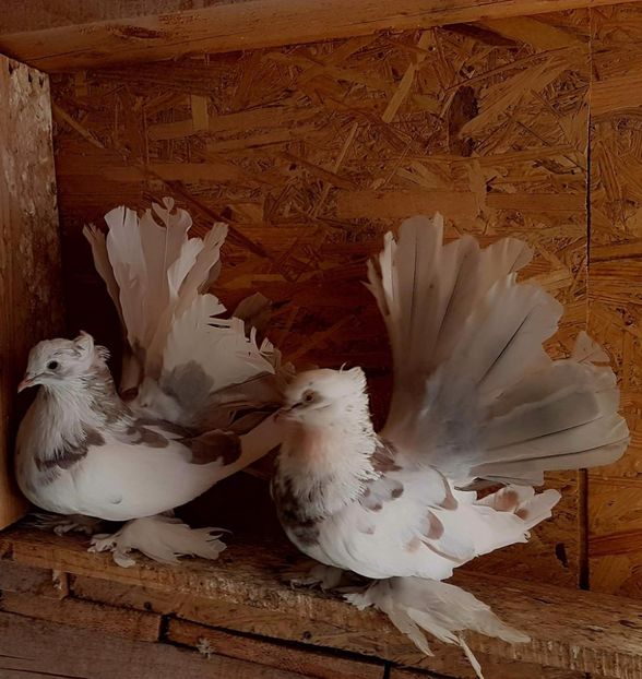  - 20_INDIAN FANTAIL MATCA-2018-2021