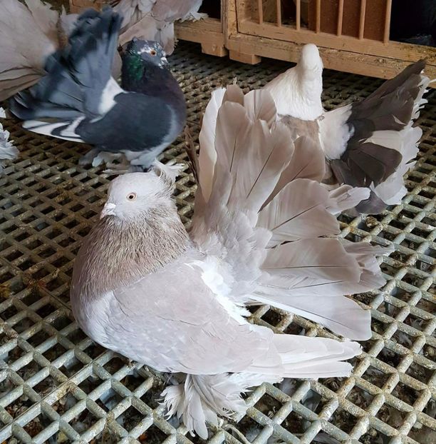  - 20_INDIAN FANTAIL MATCA-2018-2021