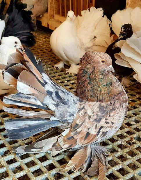  - 20_INDIAN FANTAIL MATCA-2018-2021