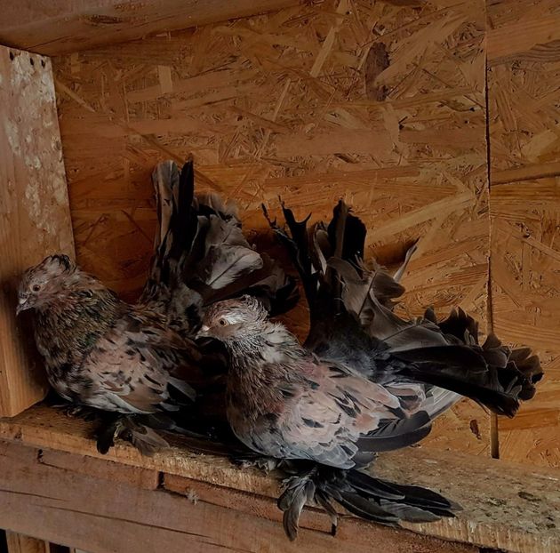  - 20_INDIAN FANTAIL MATCA-2018-2021