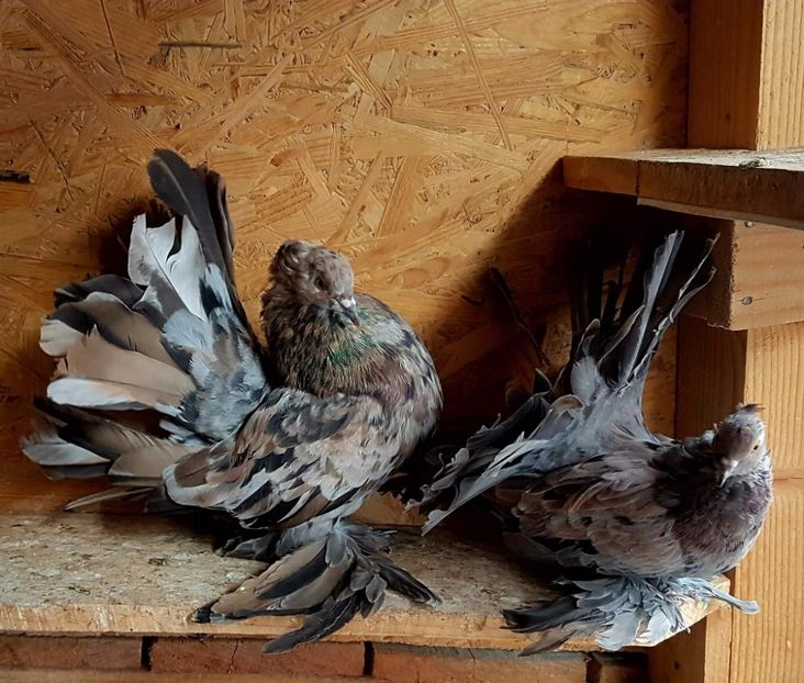  - 20_INDIAN FANTAIL MATCA-2018-2021