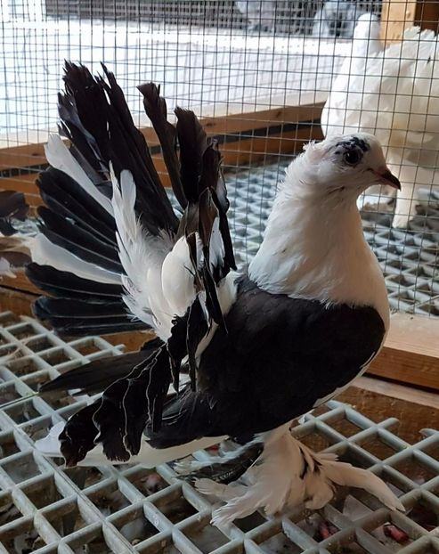  - 20_INDIAN FANTAIL MATCA-2018-2021