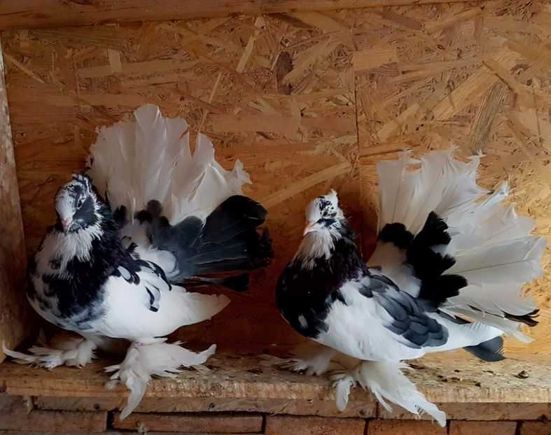  - 20_INDIAN FANTAIL MATCA-2018-2021