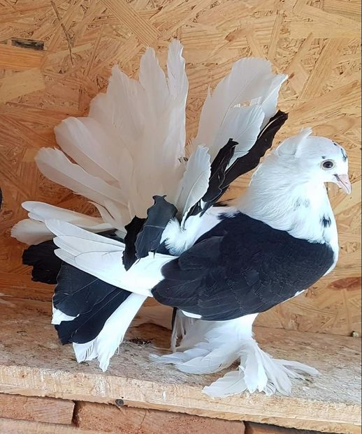  - 20_INDIAN FANTAIL MATCA-2018-2021