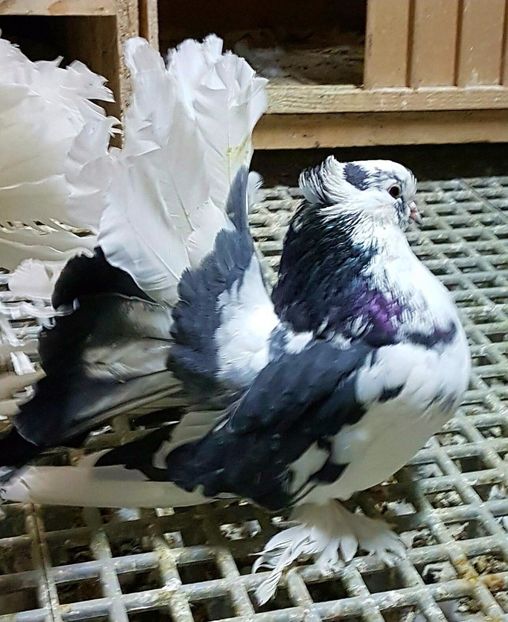  - 20_INDIAN FANTAIL MATCA-2018-2021