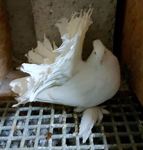  - 20_INDIAN FANTAIL MATCA-2018-2021