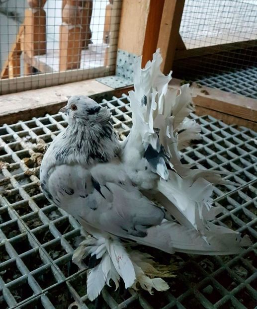  - 20_INDIAN FANTAIL MATCA-2018-2021