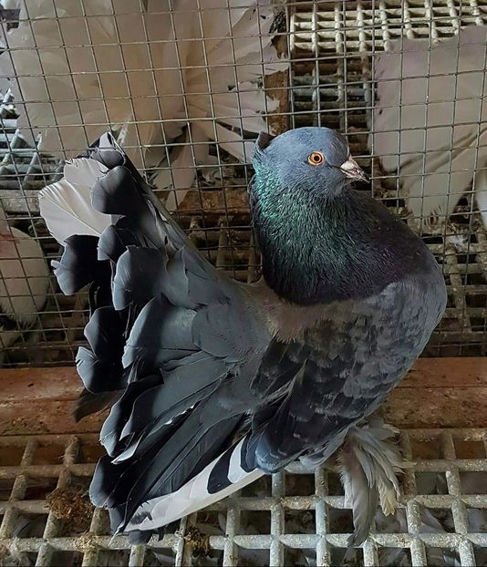  - 20_INDIAN FANTAIL MATCA-2018-2021