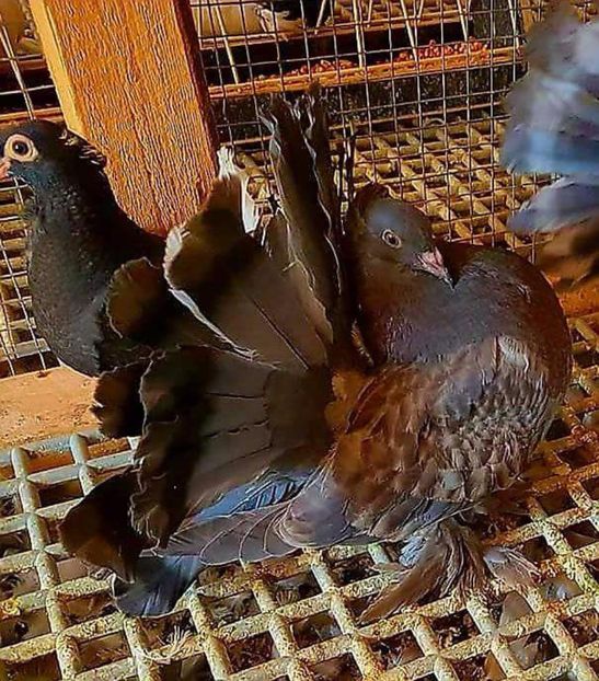  - 20_INDIAN FANTAIL MATCA-2018-2021