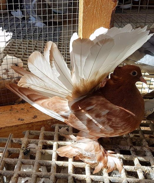  - 20_INDIAN FANTAIL MATCA-2018-2021