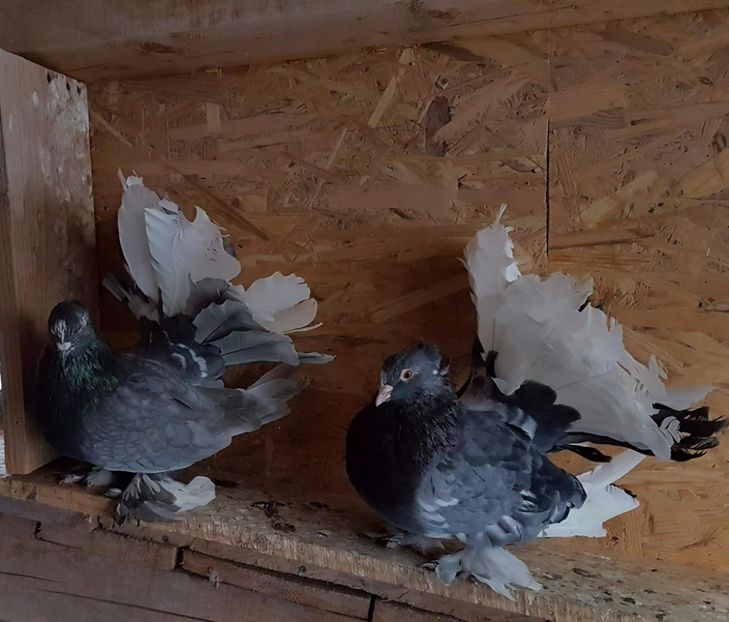  - 20_INDIAN FANTAIL MATCA-2018-2021