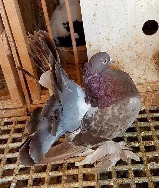  - 20_INDIAN FANTAIL MATCA-2018-2021