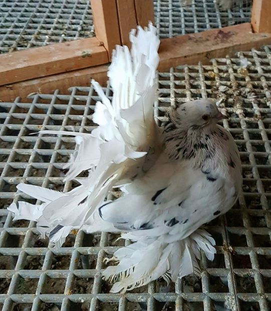  - 20_INDIAN FANTAIL MATCA-2018-2021