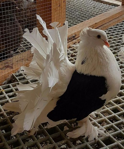  - 20_INDIAN FANTAIL MATCA-2018-2021