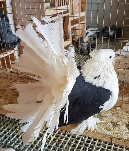  - 20_INDIAN FANTAIL MATCA-2018-2021